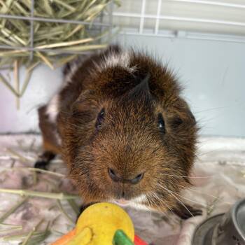 Rescue Guinea Pig Guinea Pigs for Adoption in Stokesdale, North Carolina - King Julian | PetCurious